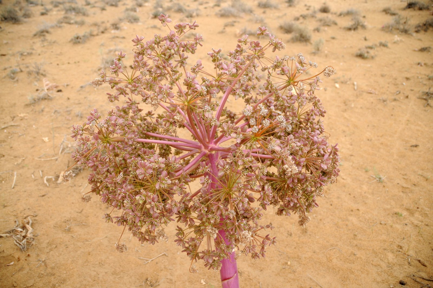 Image of Ferula foetida specimen.