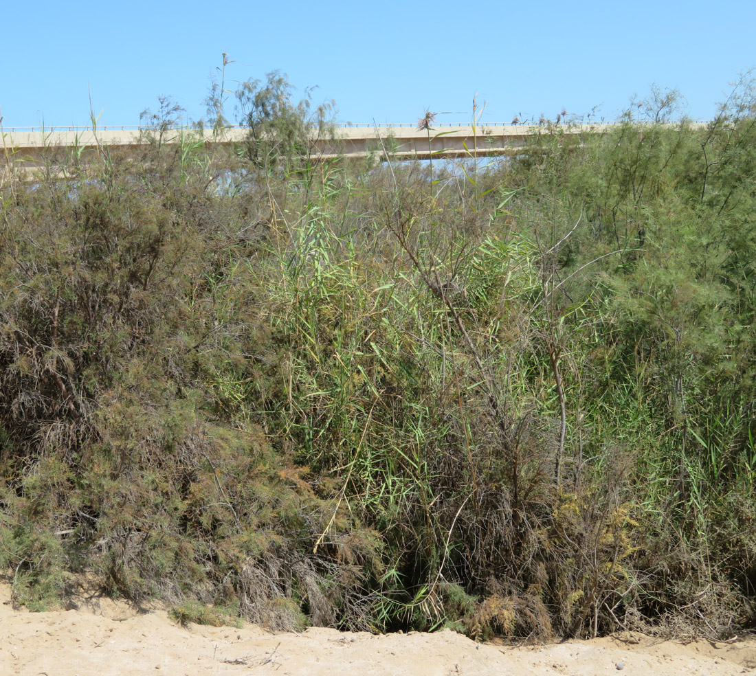 Image of genus Phragmites specimen.