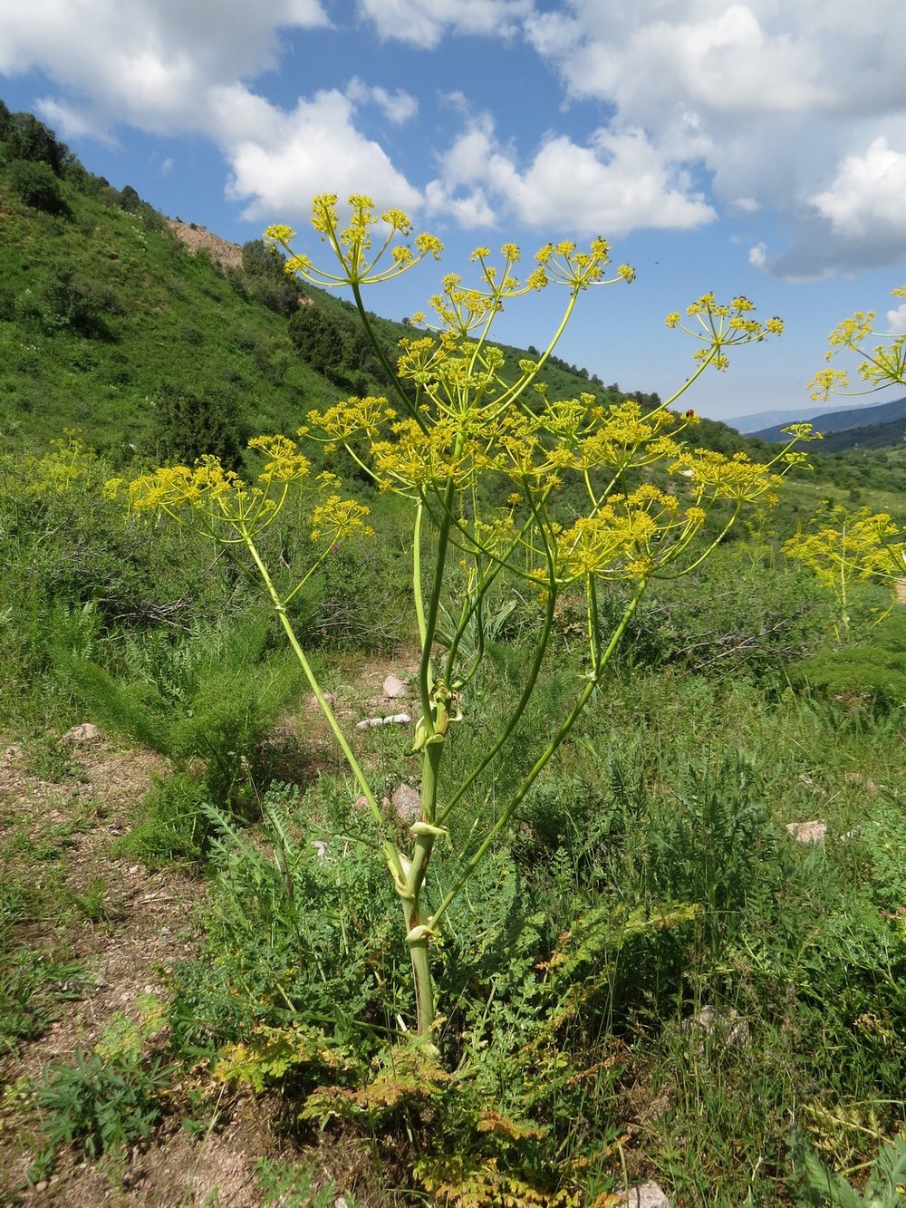 Изображение особи Ferula samarkandica.