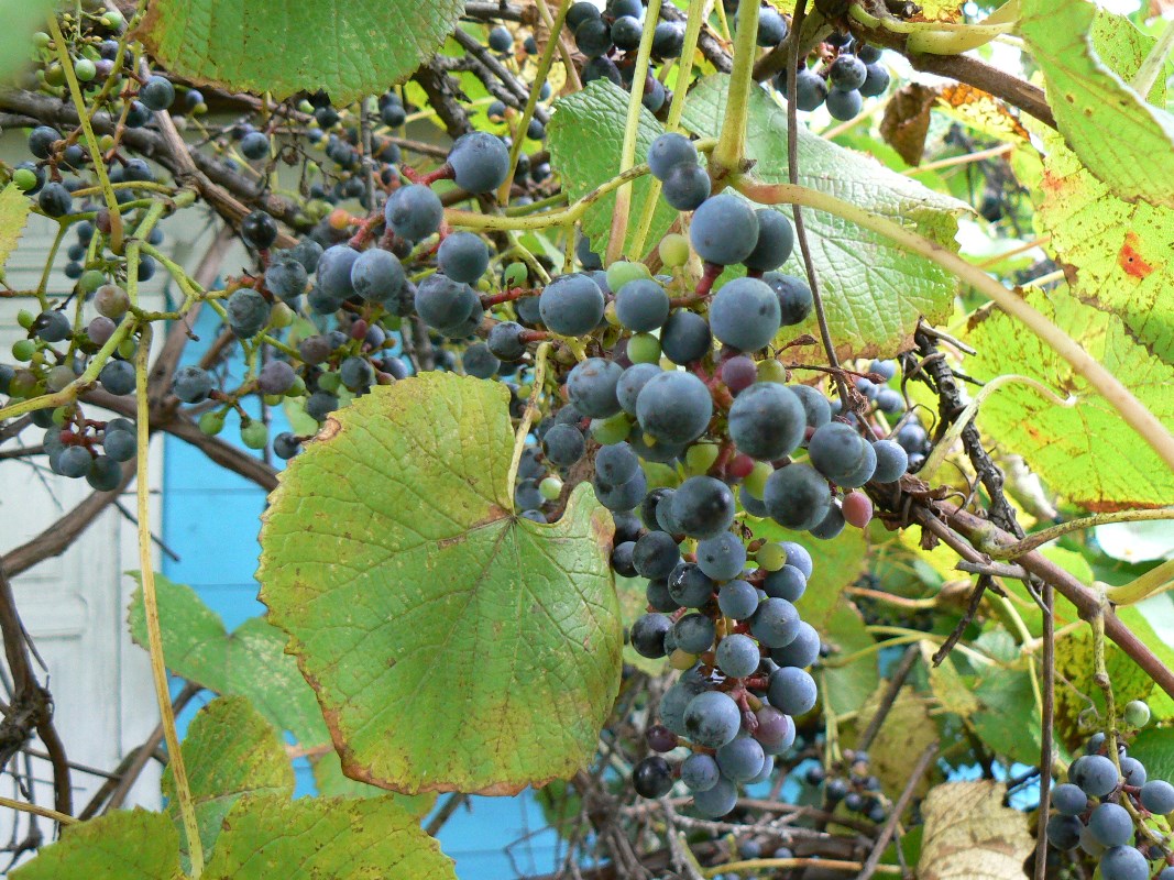 Виноград амурский. Виноград Амурский Vitis amurensis. Виноград Амурский ареал. Гулливер Амурский виноград. Виноград Амурский зимой.