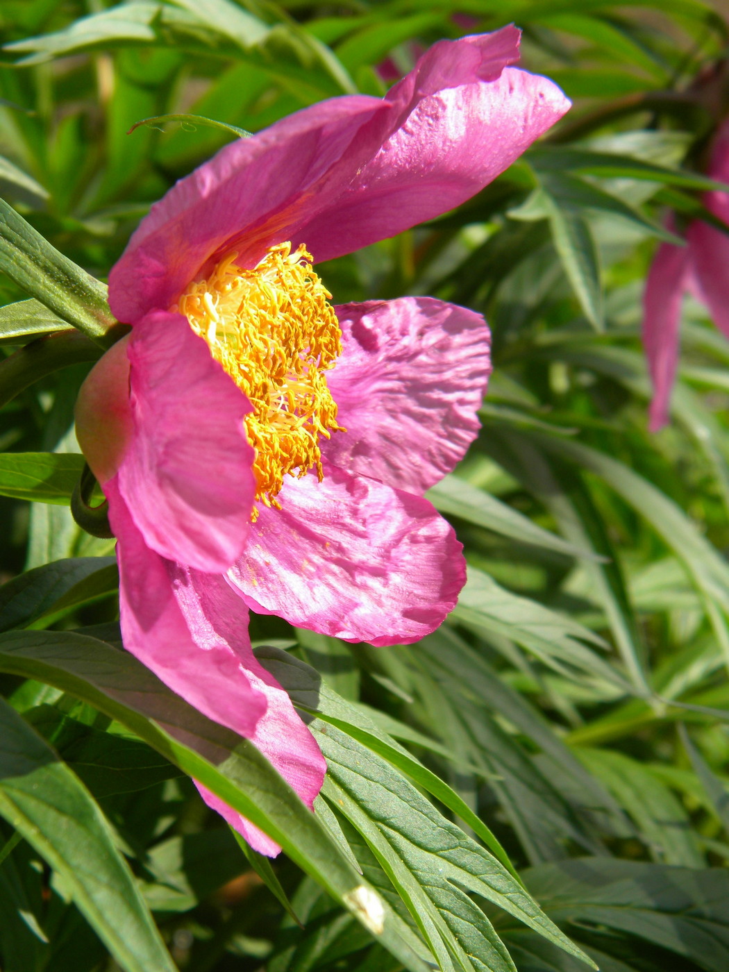 Image of Paeonia anomala specimen.