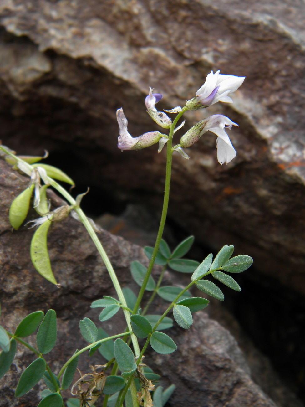 Изображение особи Astragalus pseudoaustralis.