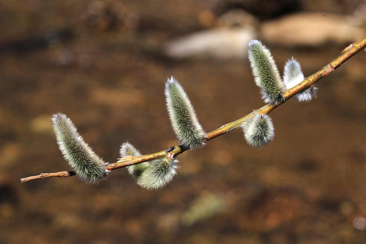 Изображение особи Salix gracilistyla.