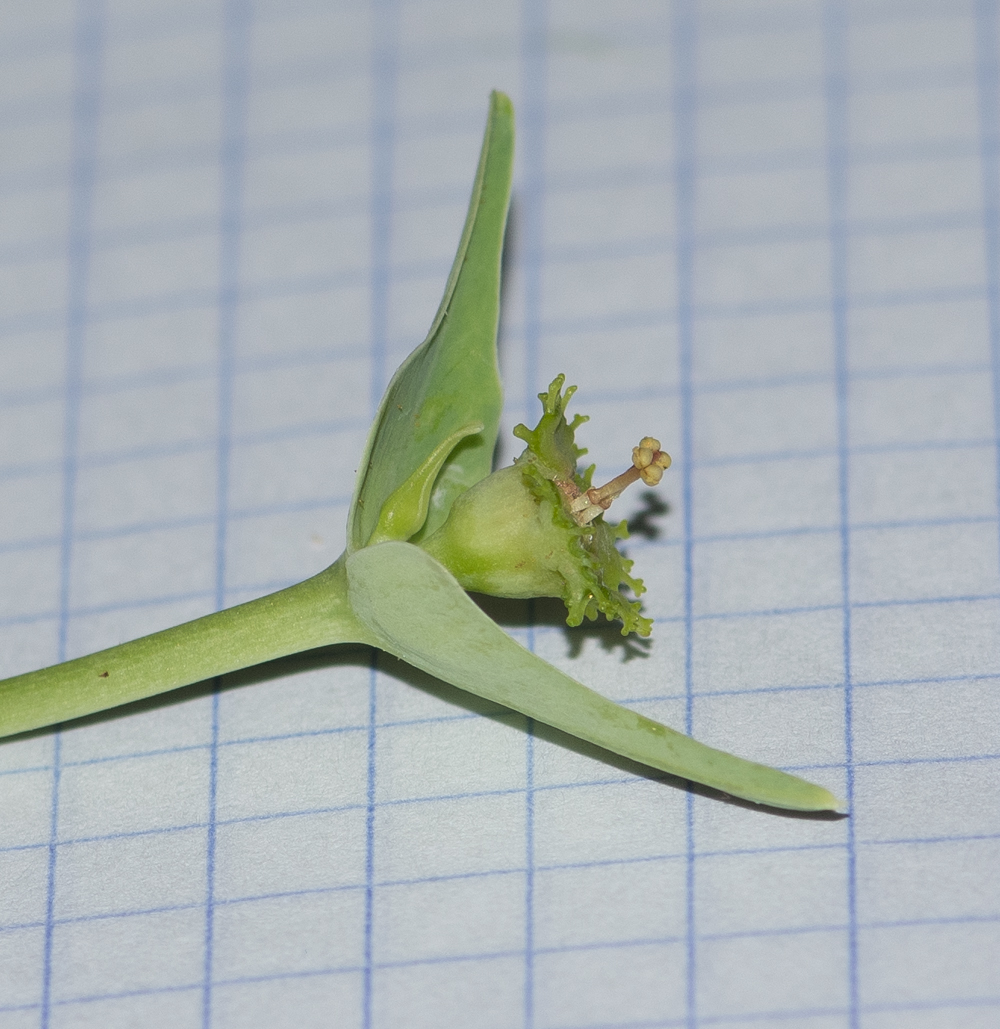 Image of Euphorbia monteiroi specimen.