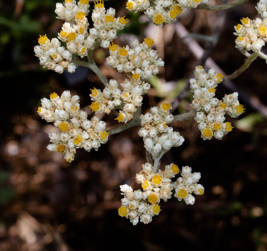 Изображение особи Helichrysum petiolare.