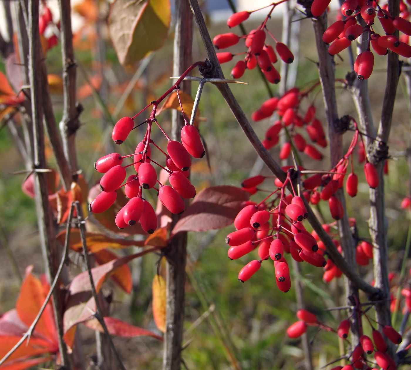 Изображение особи Berberis vulgaris.