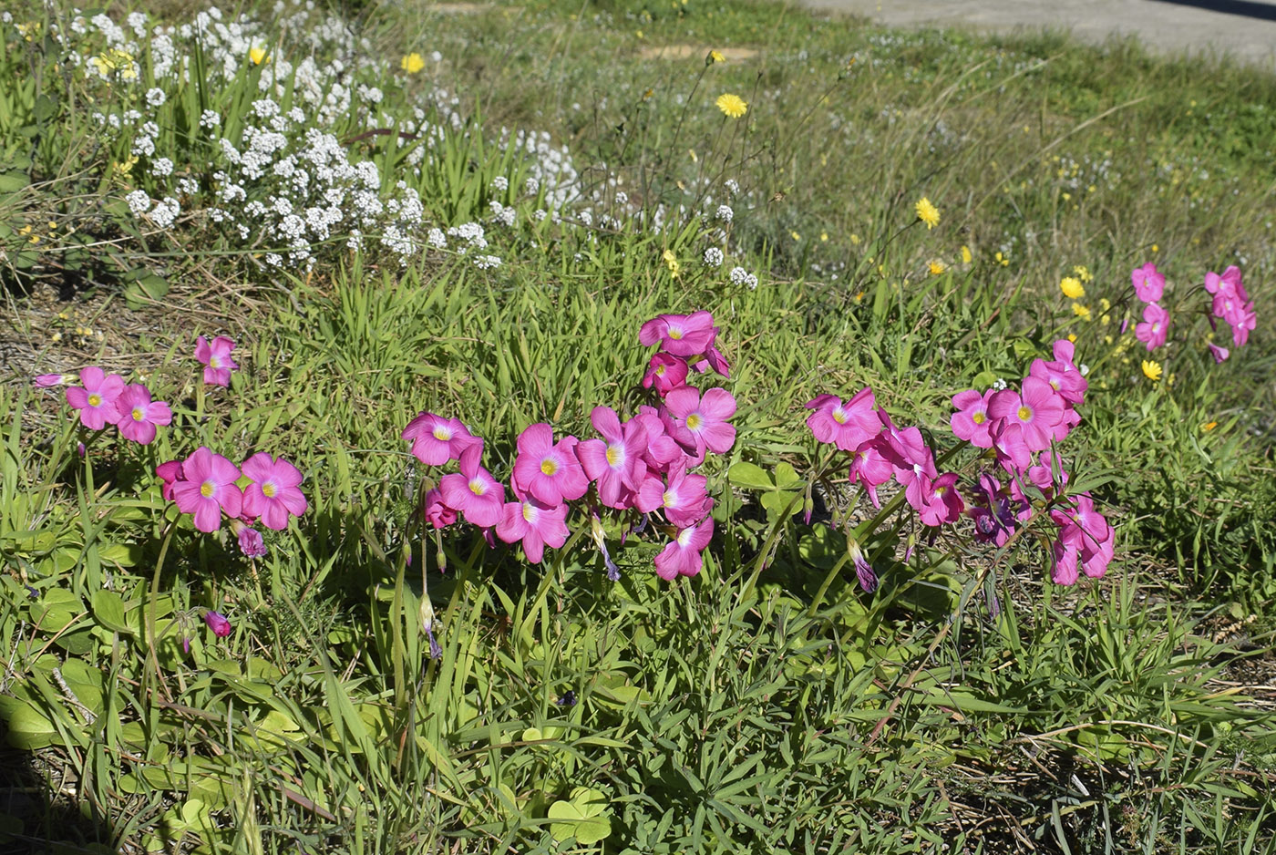 Image of Oxalis bowiei specimen.