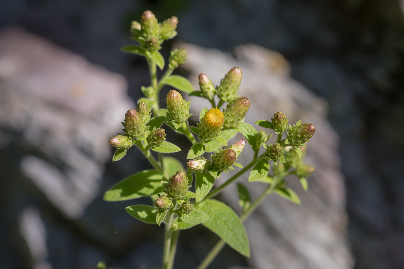 Image of Inula conyza specimen.