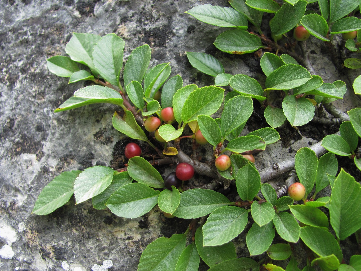 Image of Rhamnus depressa specimen.