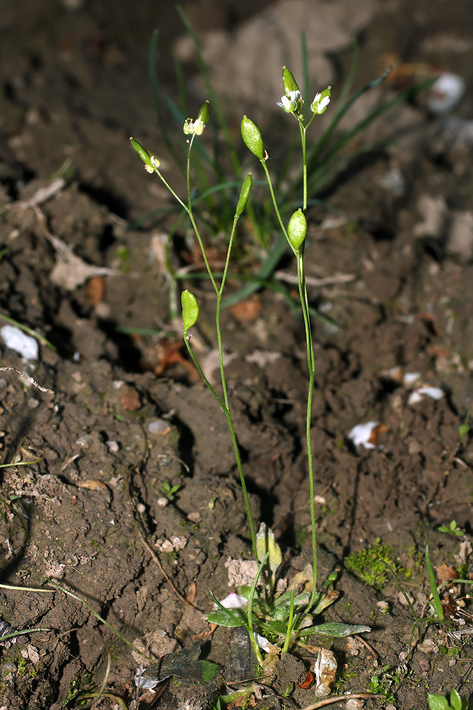 Image of Erophila verna specimen.