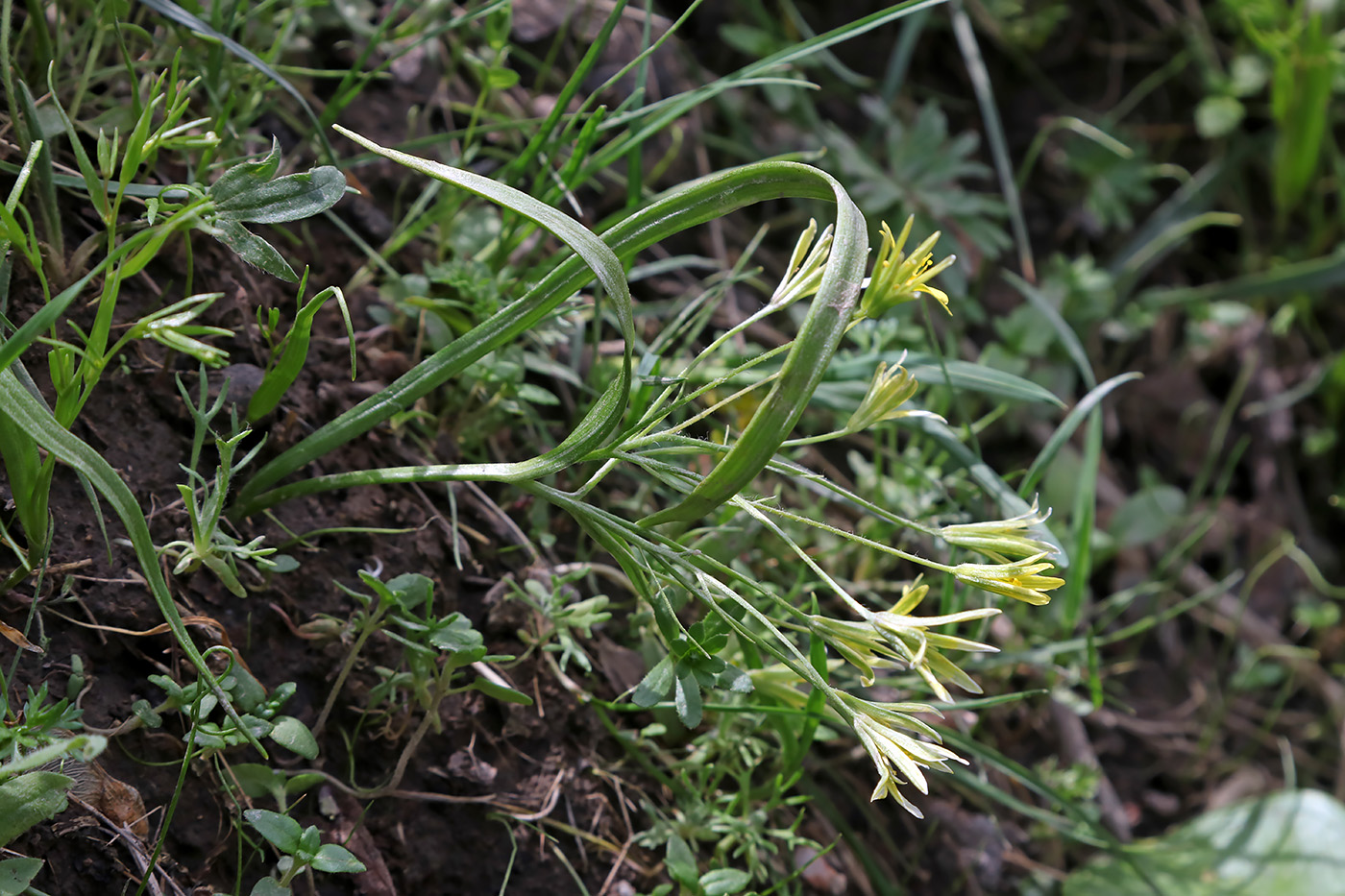 Image of Gagea filiformis specimen.