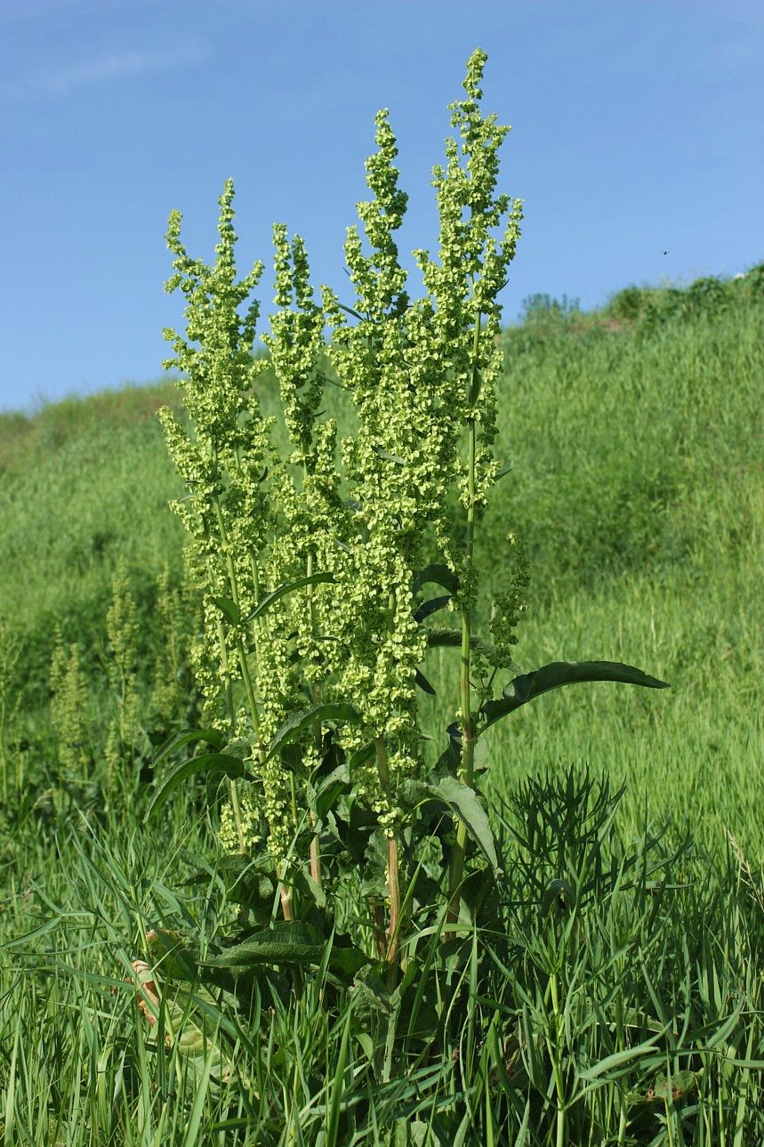 Изображение особи Rumex patientia.