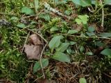 Goodyera repens