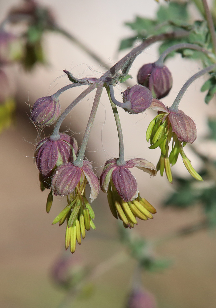 Image of Thalictrum foetidum ssp. acutilobum specimen.