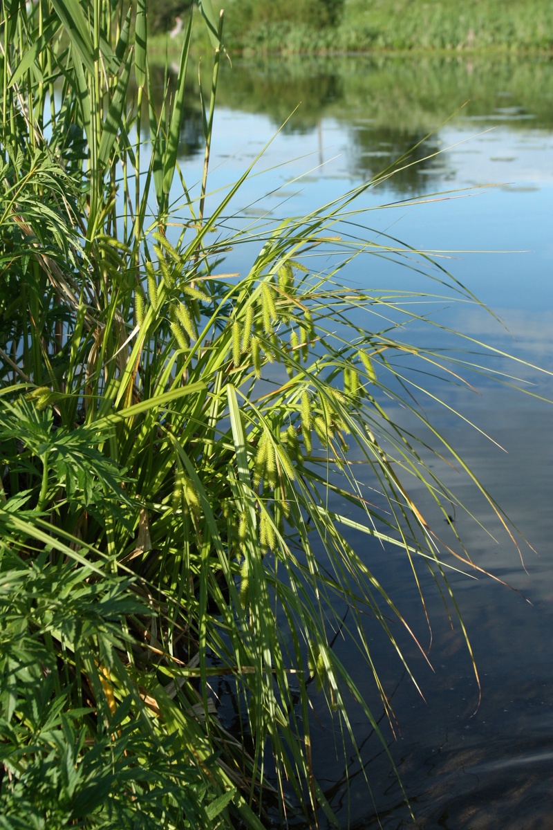 Изображение особи Carex pseudocyperus.