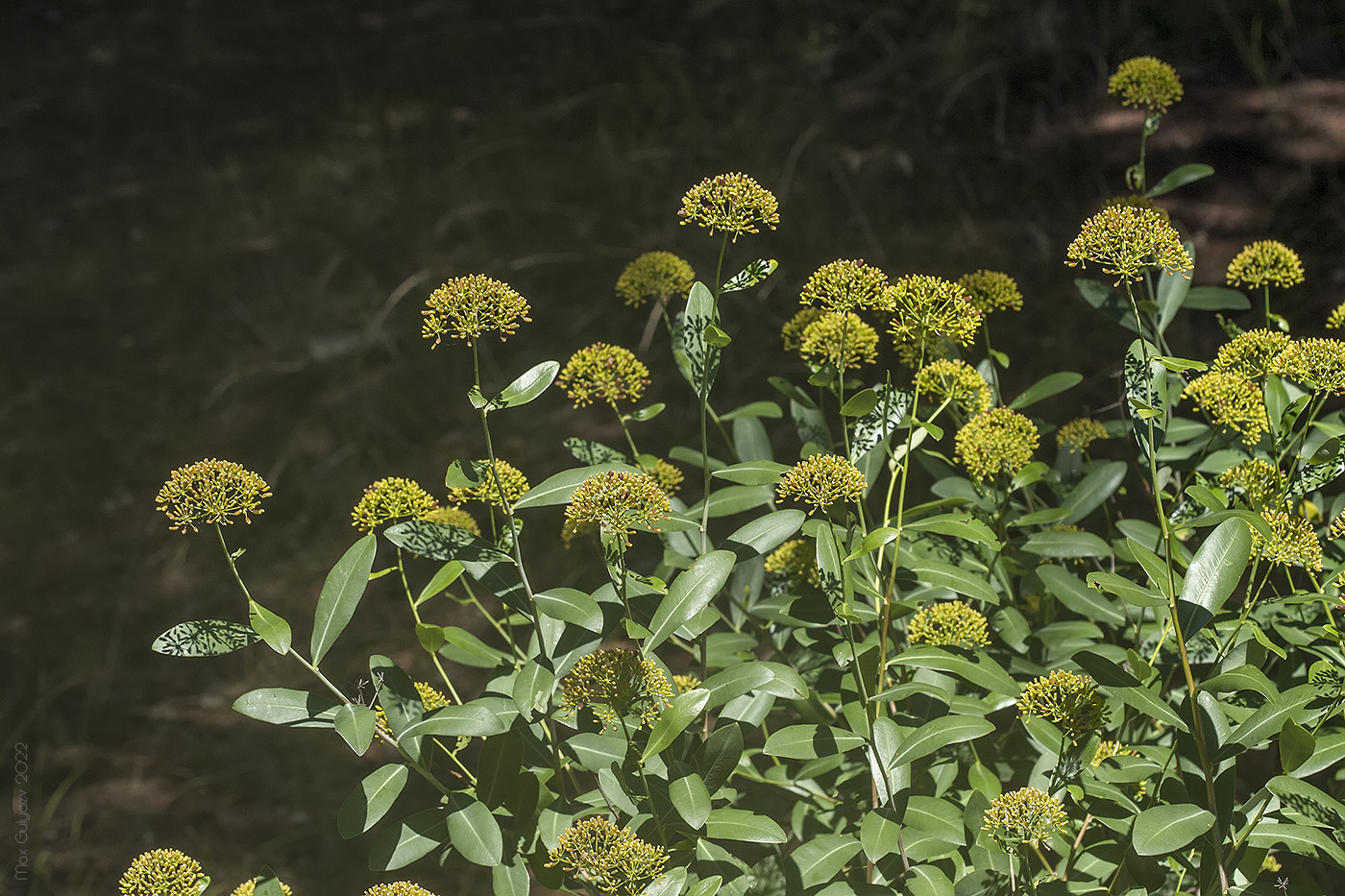 Изображение особи Bupleurum fruticosum.