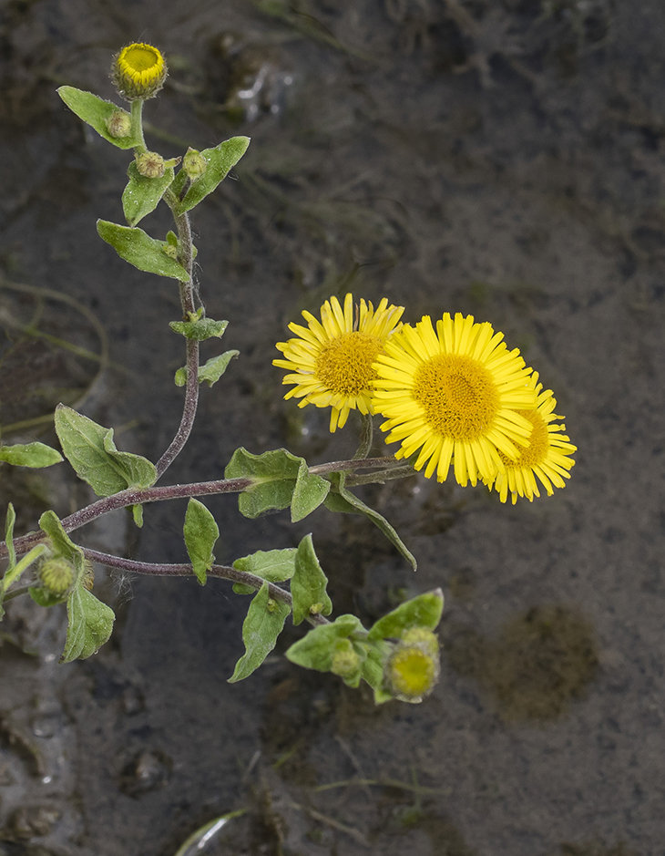 Image of Pulicaria dysenterica specimen.