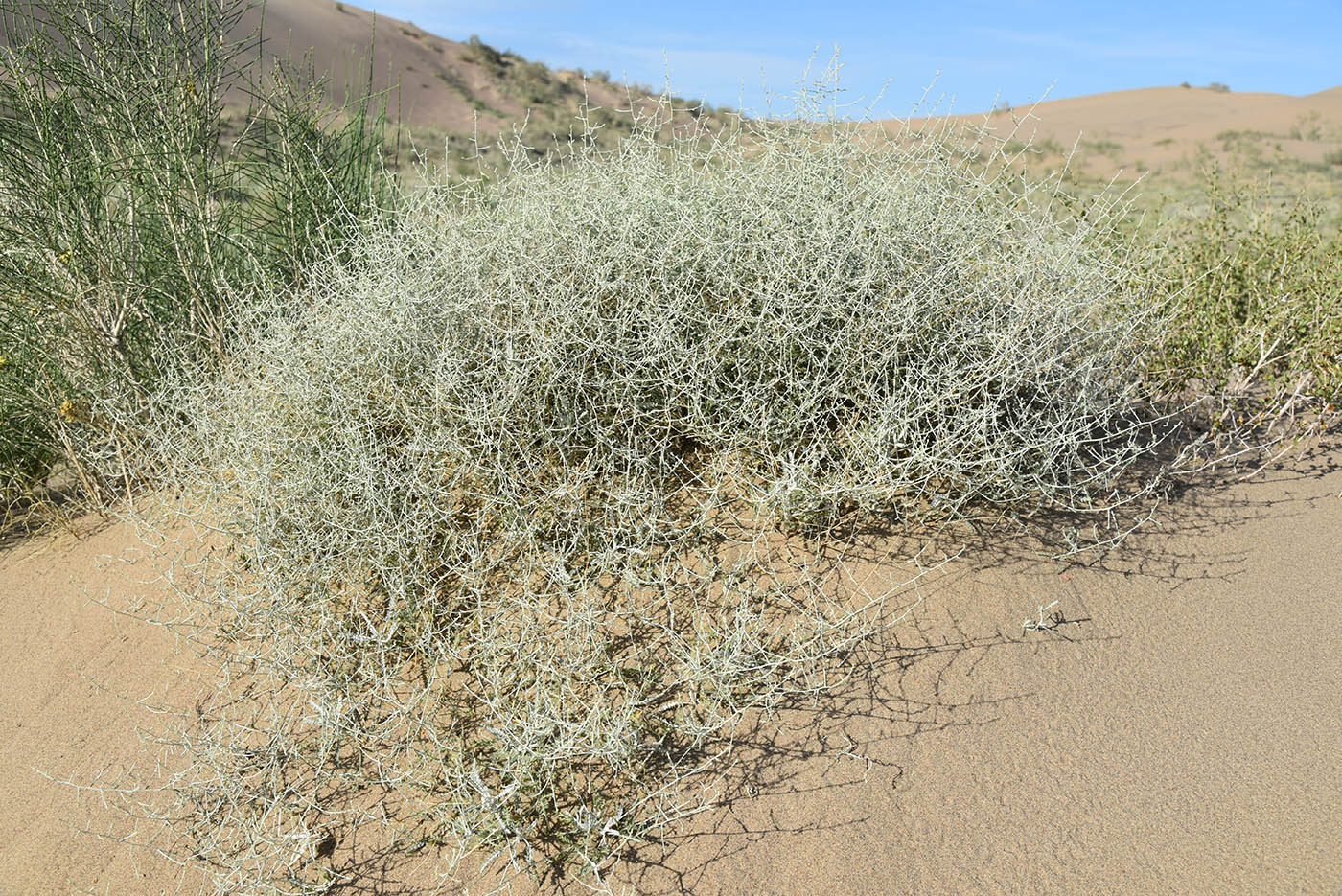 Image of Artemisia santolina specimen.