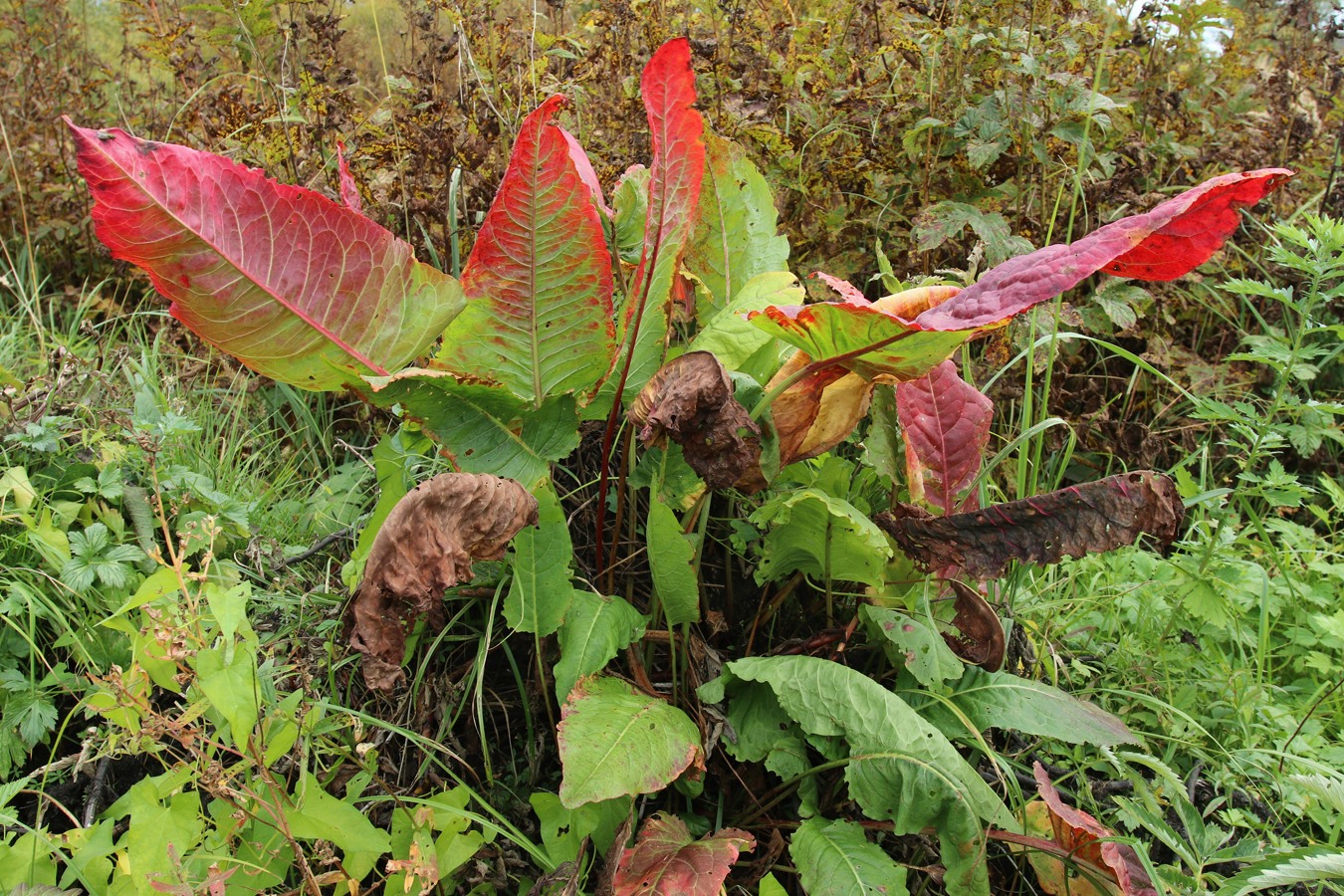 Image of Rumex aquaticus specimen.