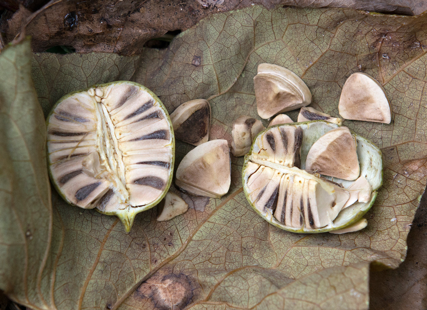 Изображение особи Aristolochia clematitis.