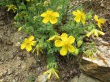 Hypericum cerastoides