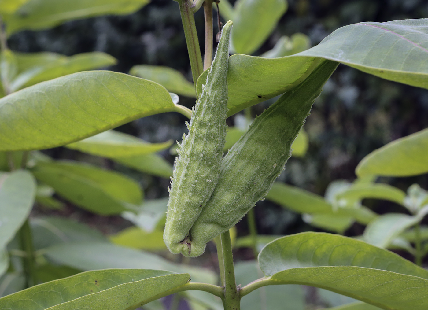 Изображение особи Asclepias syriaca.