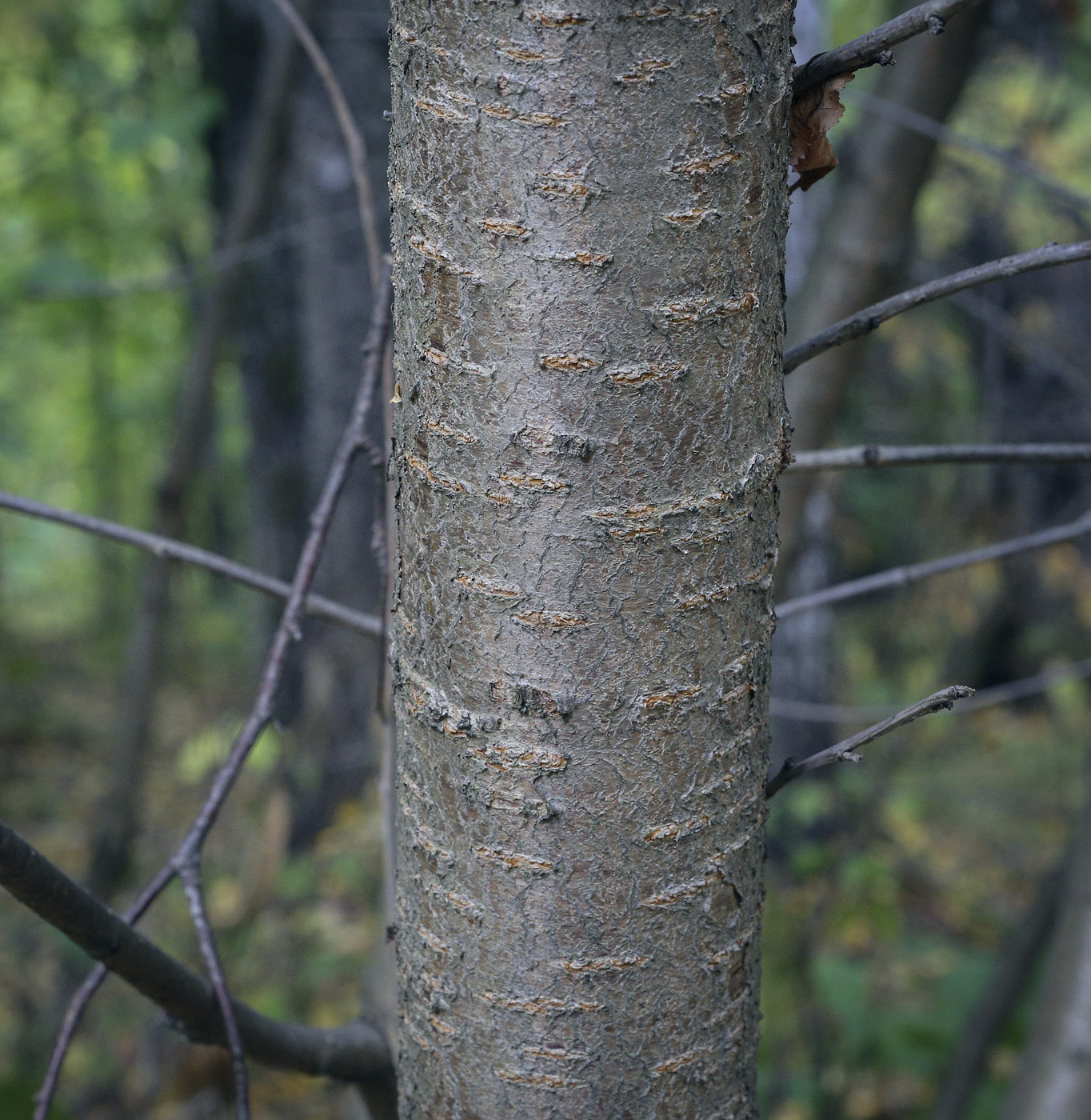 Image of genus Padus specimen.