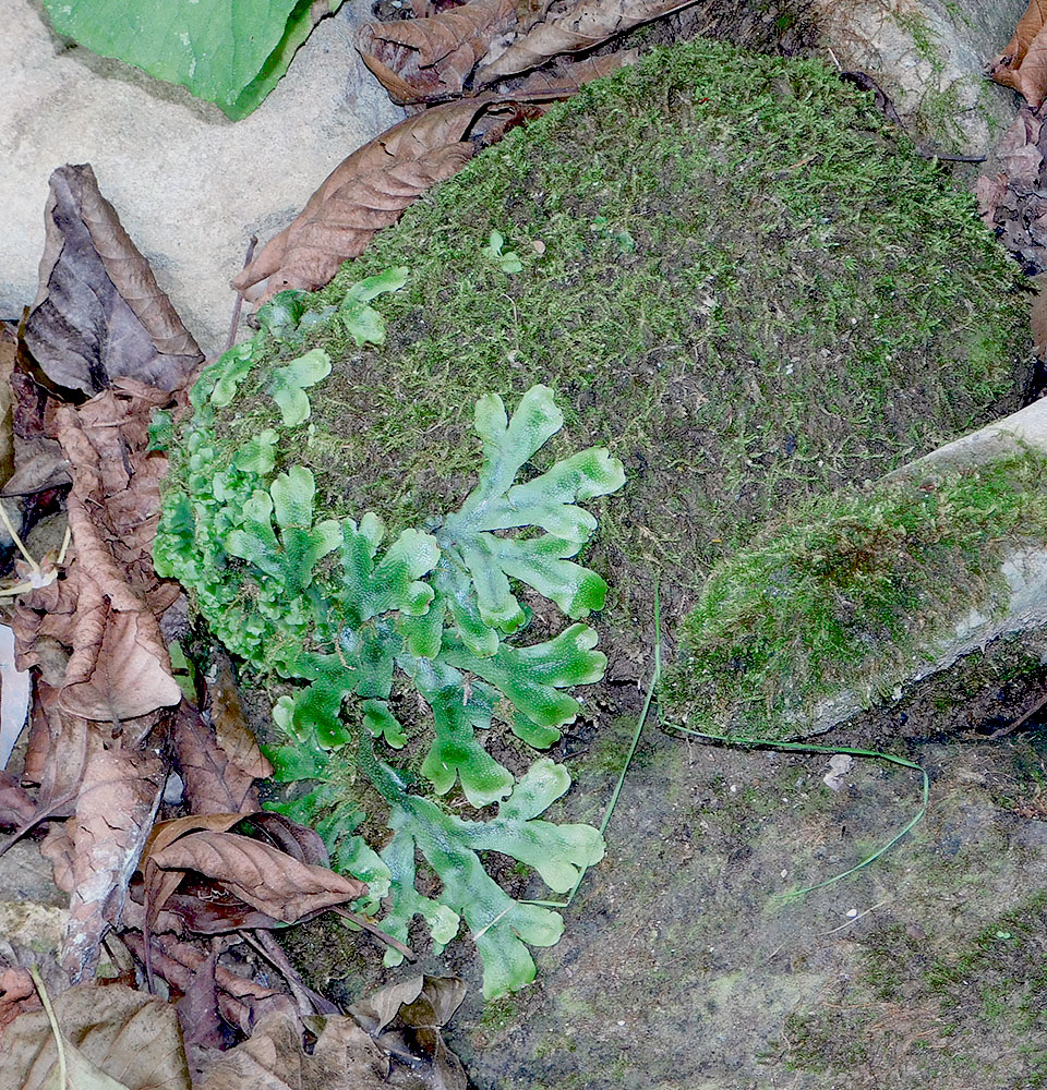 Image of Conocephalum conicum specimen.