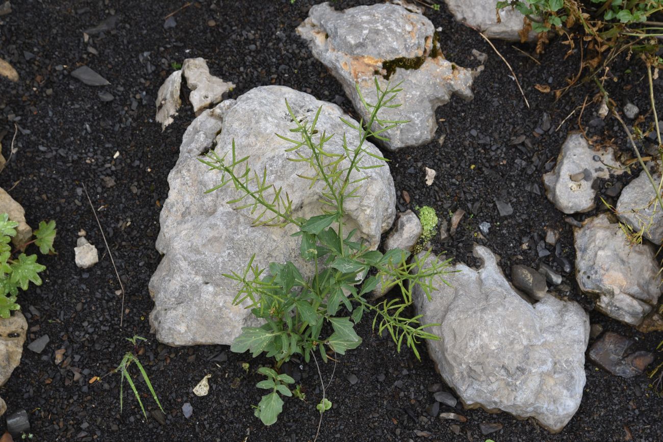 Image of Barbarea vulgaris specimen.