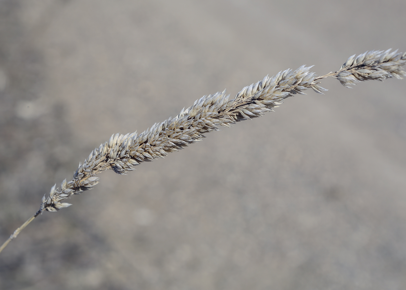 Image of Phalaroides arundinacea specimen.