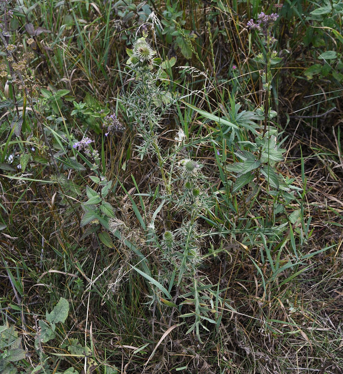 Изображение особи род Cirsium.