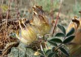 Astragalus chaetodon