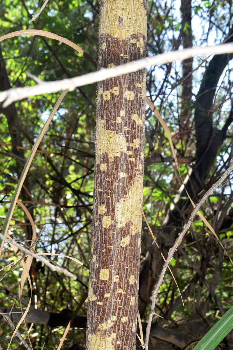 Image of Broussonetia papyrifera specimen.