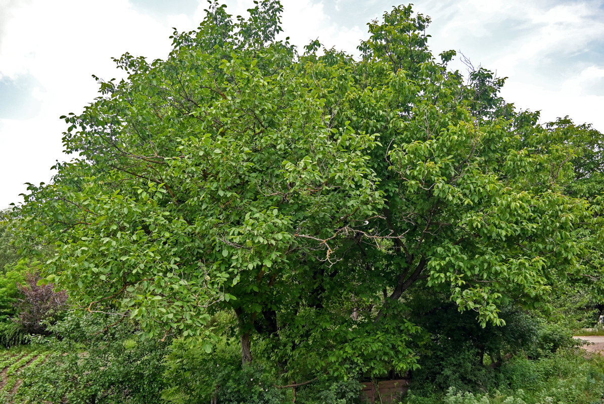 Изображение особи Juglans regia.