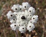 Daucus guttatus