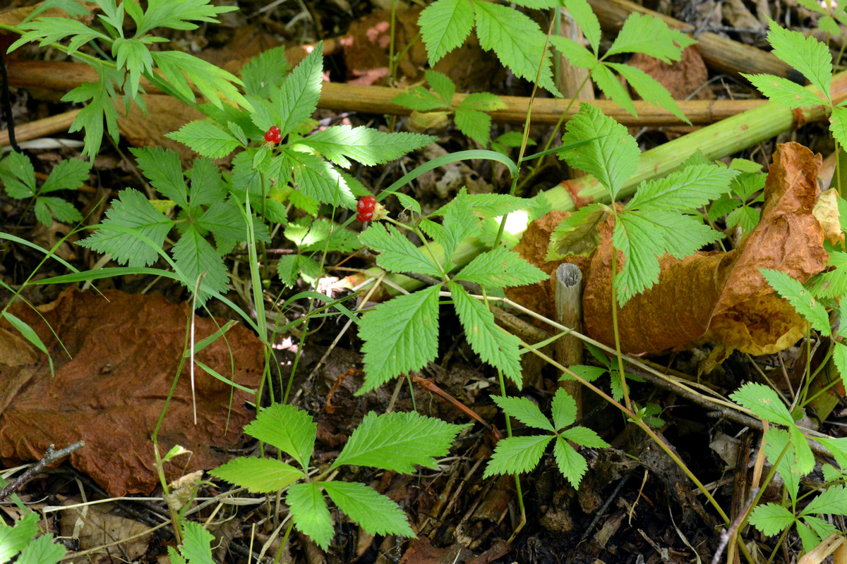 Image of Rubus pseudojaponicus specimen.