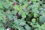 Смотреть изображение род Rubus