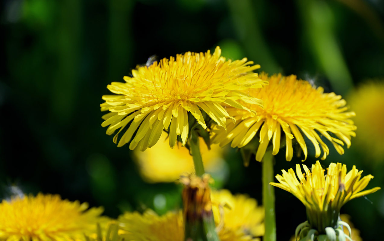 Image of Taraxacum officinale specimen.