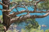 Pinus pityusa. Нижняя часть дерева с основаниями скелетных ветвей. Южный берег Крыма, у пос. Новый Свет, склоны г. Караул-Оба. 24 июня 2016 г.