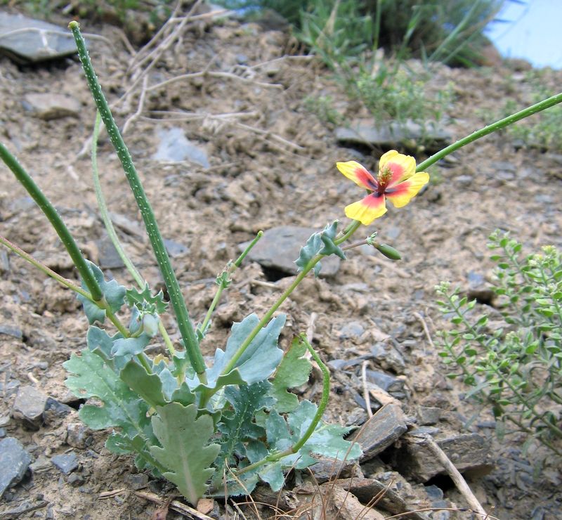 Image of Glaucium elegans specimen.