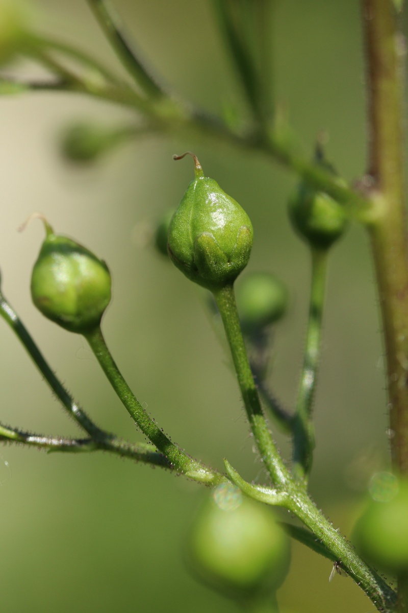 Image of Scrophularia nodosa specimen.