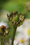 Bellis perennis. Соплодие-корзинка в конце плодоношения (видны последние плоды-семянки). Беларусь, Витебская обл., пос. Езерище, садовый участок, выкашиваемый суходольный луг по залежи. 25.06.2023.