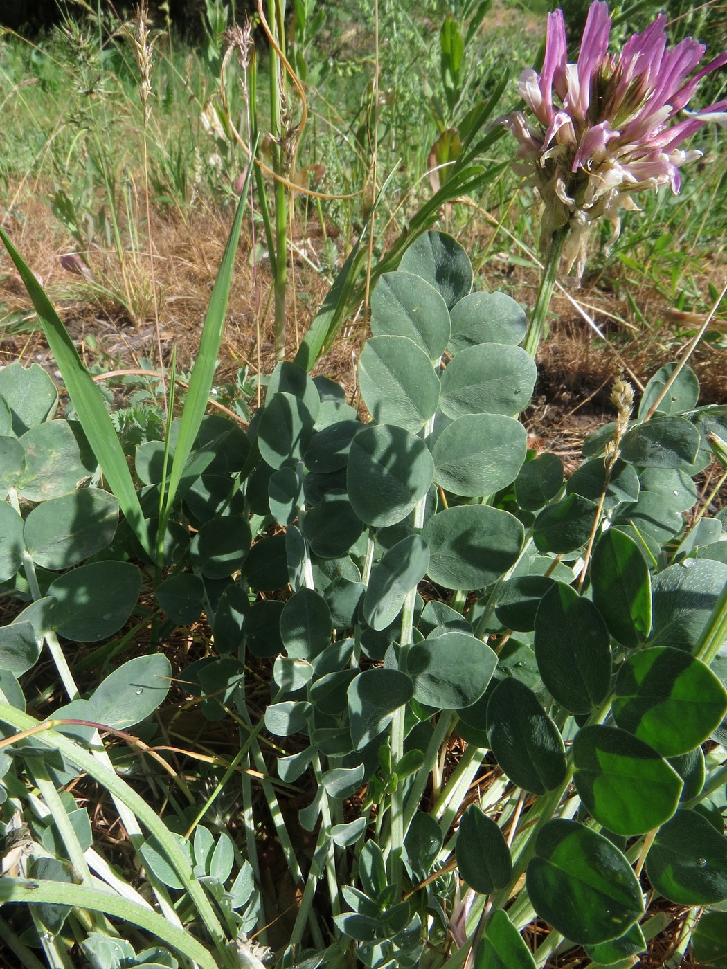 Изображение особи Astragalus platyphyllus.