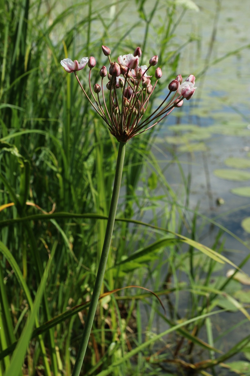 Изображение особи Butomus umbellatus.