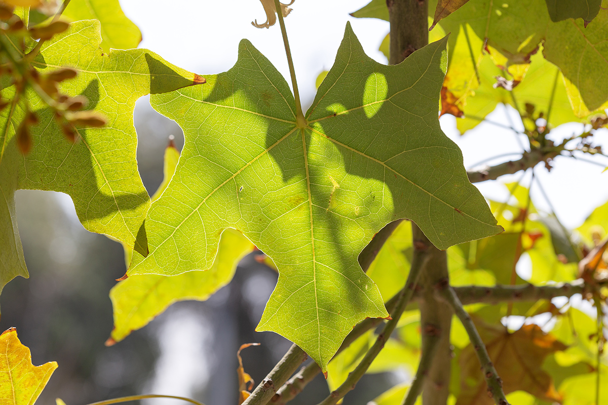 Изображение особи Brachychiton australis.