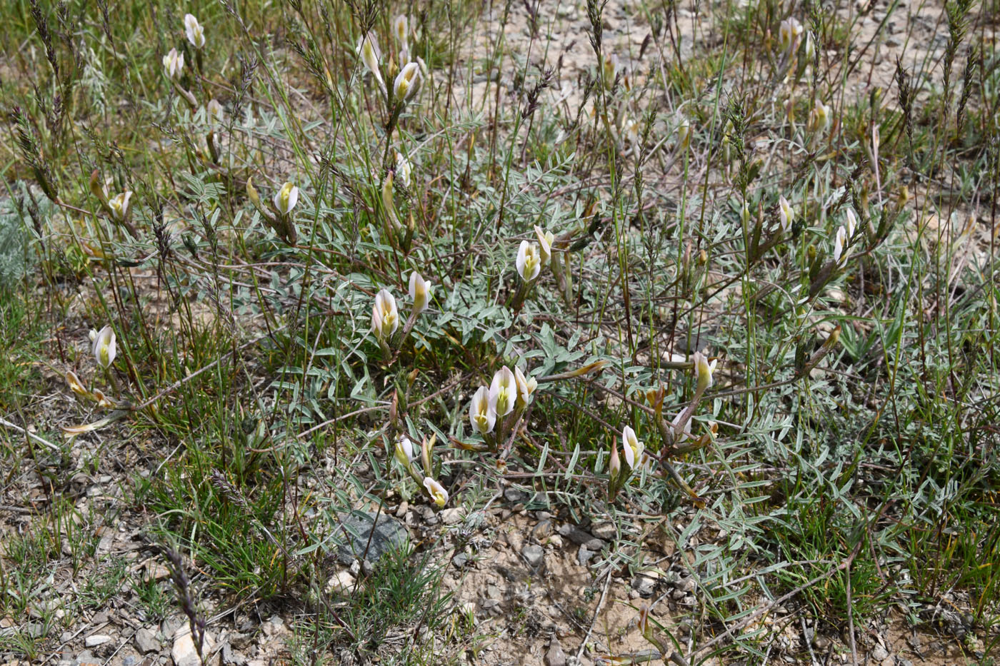 Изображение особи Astragalus macrotropis.