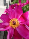 genus Paeonia