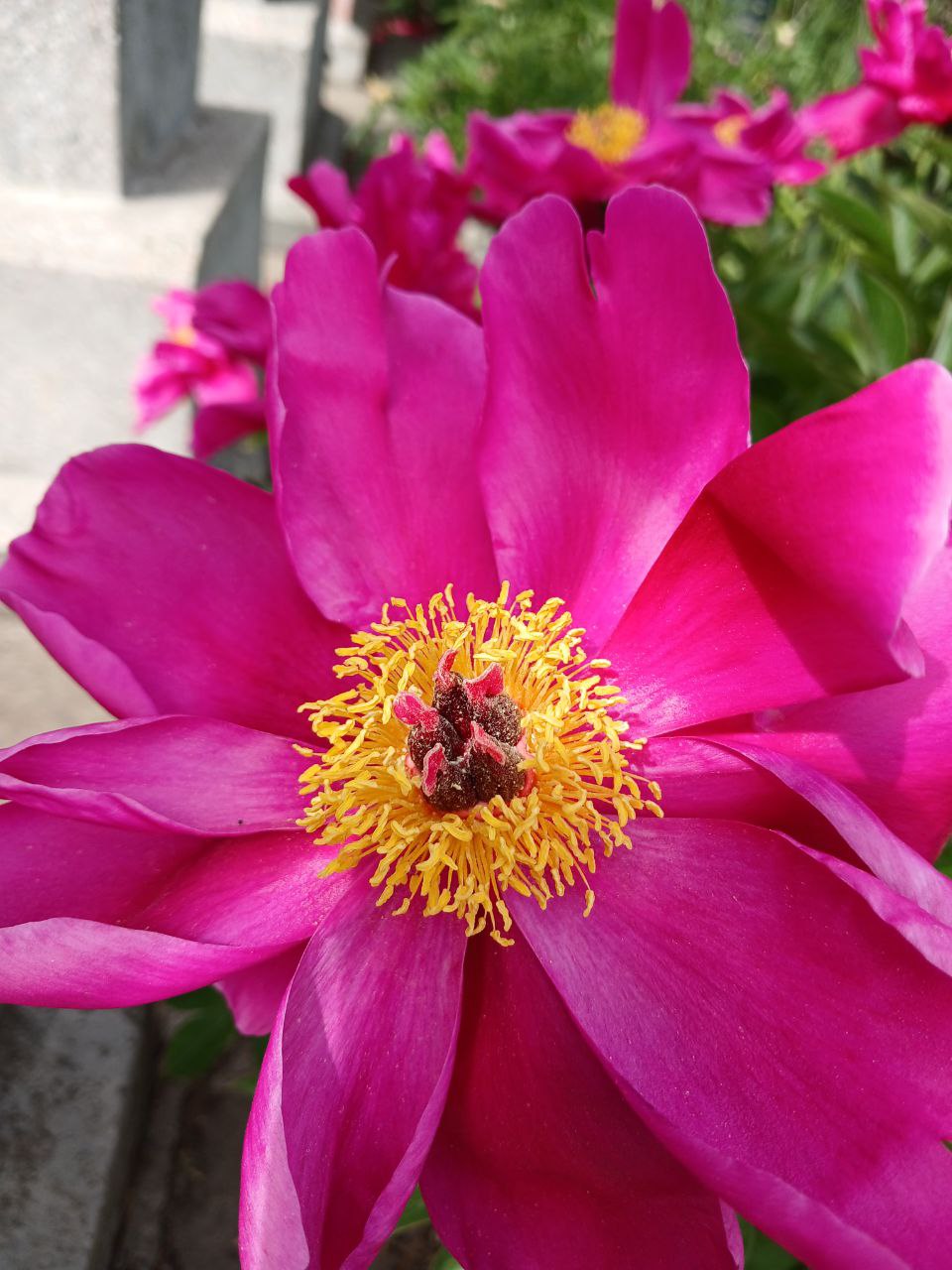 Image of genus Paeonia specimen.