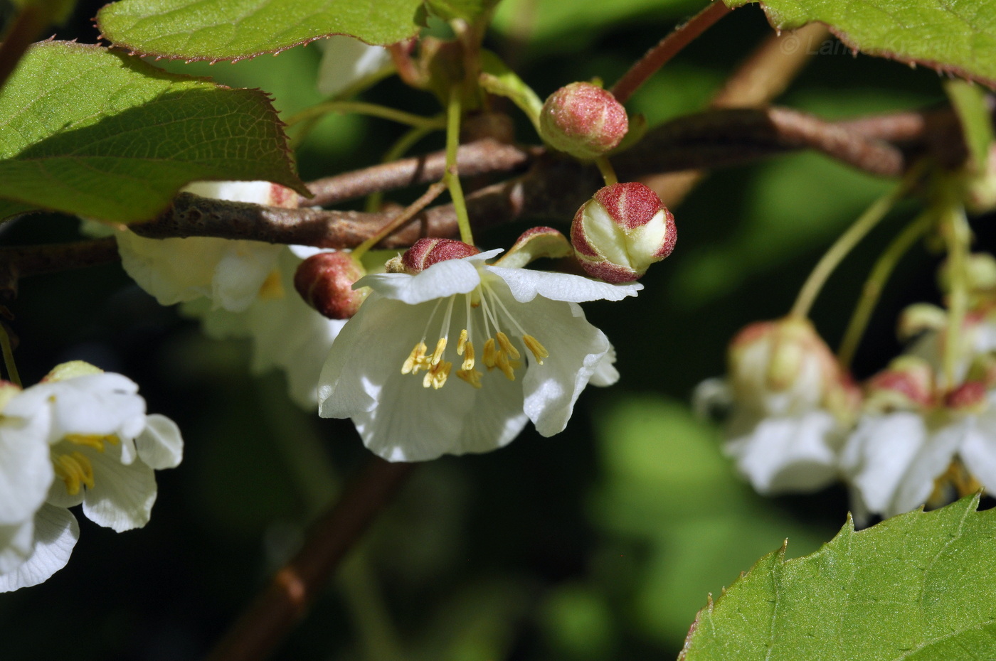 Изображение особи Actinidia kolomikta.