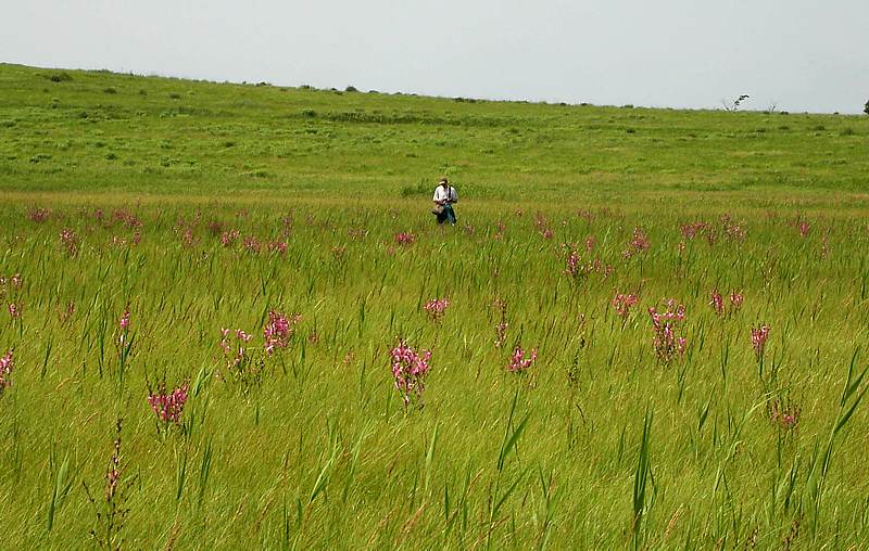 Изображение особи Pedicularis grandiflora.